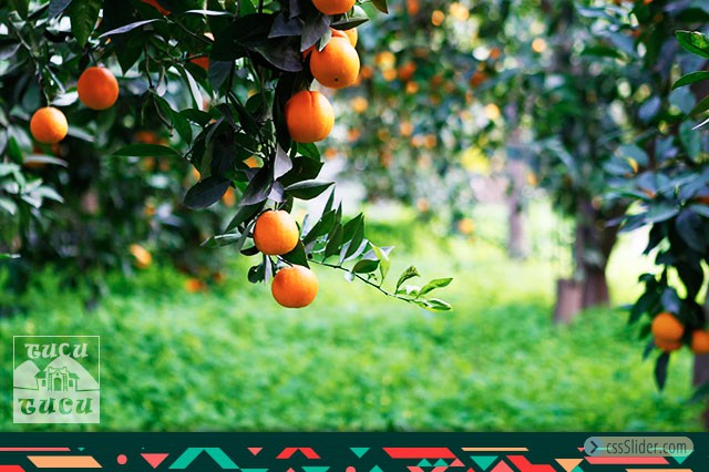 Famaillá-Plantaciones e Industrias Cítricolas